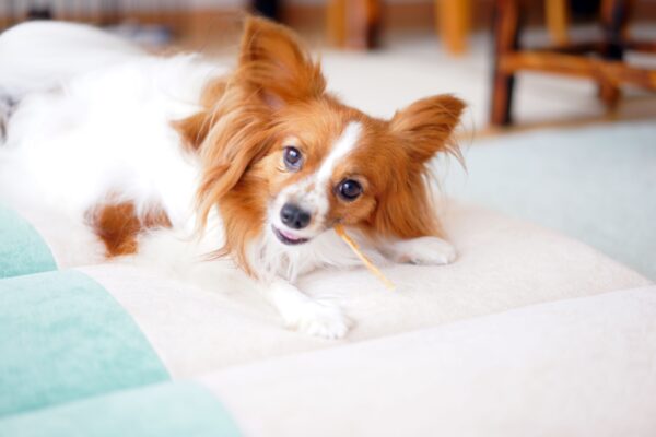 セラピスト犬ハッピー 子育て