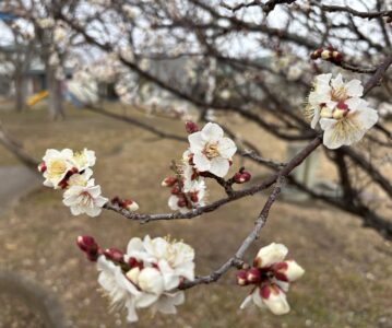 魂の目的③〜社会へ出る前の準備〜