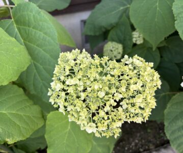 魂の探究の方法